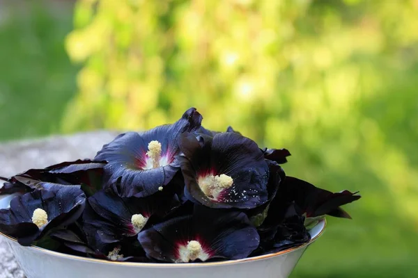 Fleur Alcea Rosea Nigra Connu Sous Nom Black Hollyhock Utilisé — Photo