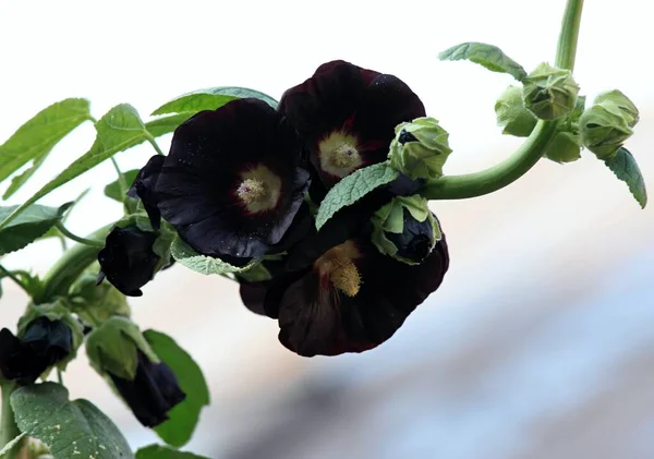 Flower Alcea Rosea Nigra Known Black Hollyhock Used Medicinal Herb — Stock Photo, Image