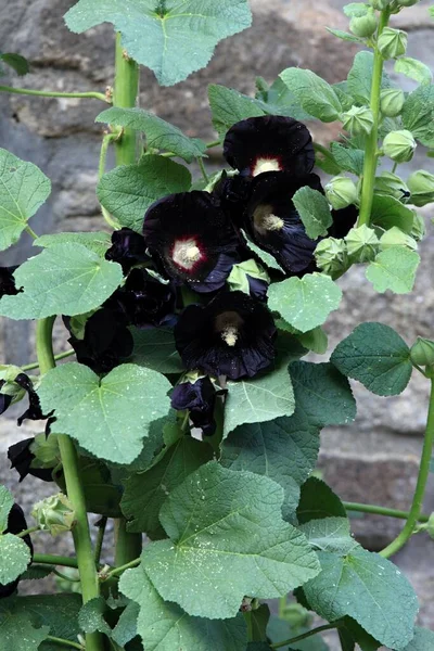 Flower Alcea Rosea Nigra Known Black Hollyhock Flowers Used Medicinal — Stock Photo, Image