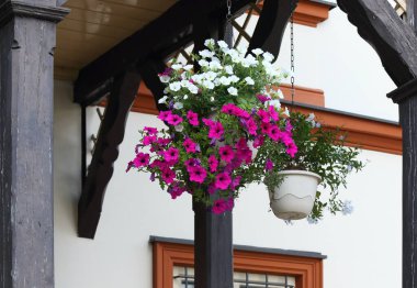 Asılı sepette güzel kırmızı ve beyaz petunyalar. Görüşürüz. Petunia Atkinsiana, kırsal tavanda ahşap kirişlerle asılı..