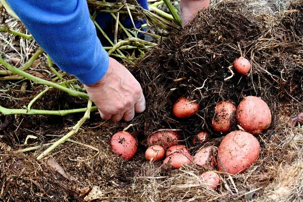 Verse Aardappeloogst Permacultuur Tuin Boer Handen Oogsten Biologische Rode Aardappelen — Stockfoto