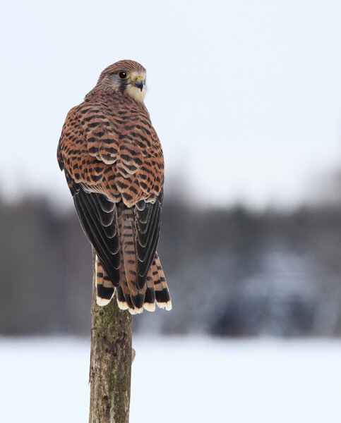 Common kestrel  in winter