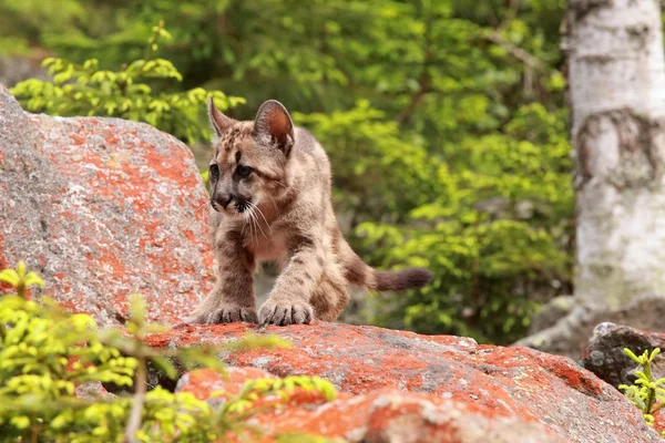 Puma kotek — Zdjęcie stockowe