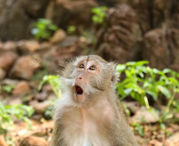 Překvapený makak (macaca fascicularis) — Stock fotografie