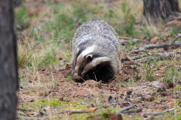 European badger, lat. Meles meles making a hole — Stock Photo, Image