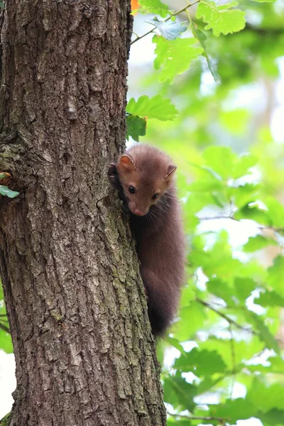 Marten beuken, lat. Martes foina — Stockfoto