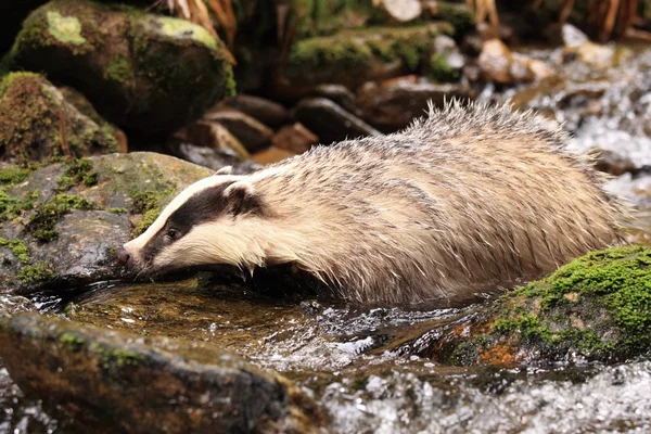 European badger, lat. Meles meles, bathing — Stock Photo, Image