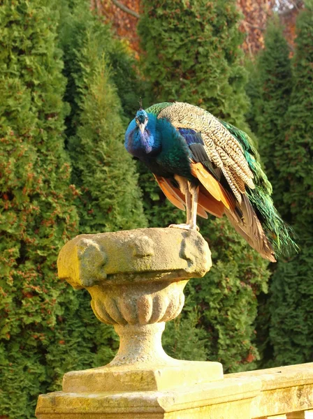 Pavo real en el jardín del castillo —  Fotos de Stock