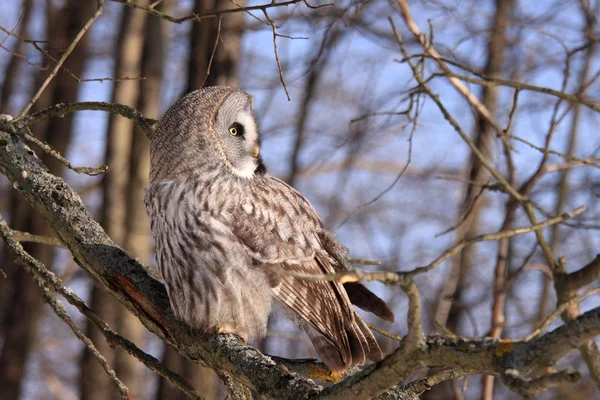 Burung hantu abu-abu besar atau burung hantu Lapland — Stok Foto