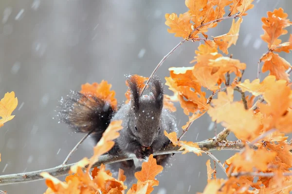 European red squirrel, black form — Stock Photo, Image