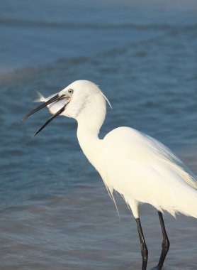 küçük erget, lat. ergetta garzetta  