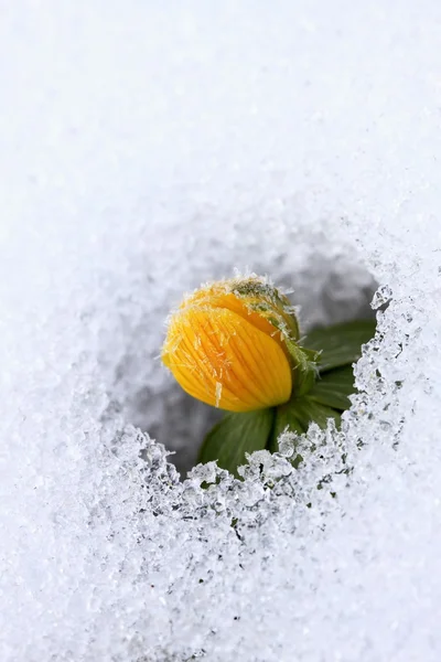 Зимовий Аконіт, лат. Ерантіс гімаліс у снігу — стокове фото