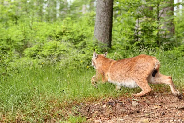 Euraziatische Lynx, Lynx lynx lat. — Stockfoto