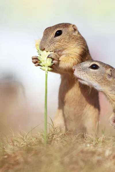 European ground squirrel, lat. Spermophilus citellus — Stock Photo, Image