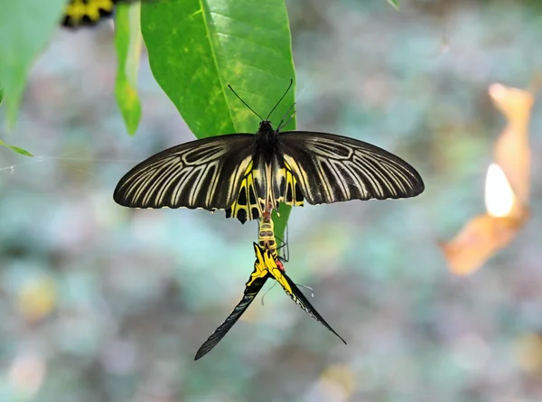 Reproduction du papillon Oiseau doré — Photo