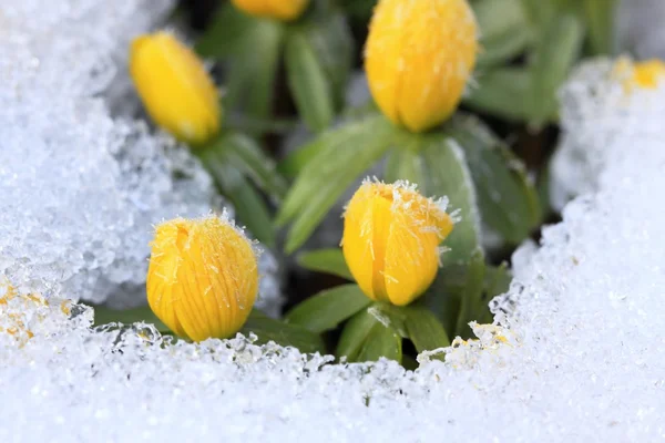 Talvi Aconite, tasainen. Eranthis hyemalis lumessa — kuvapankkivalokuva