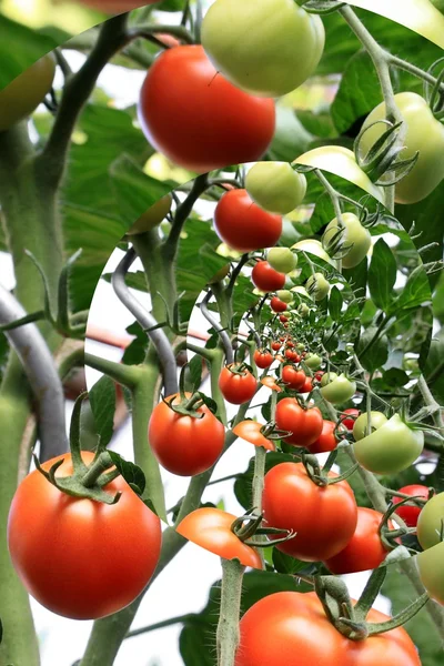 温室では、fitered トマト — ストック写真