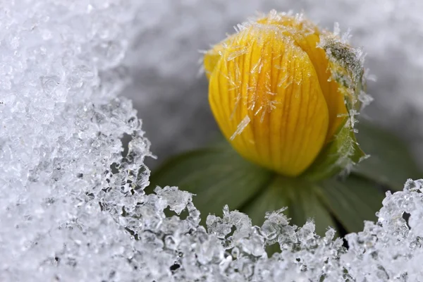 冬のトリカブト、緯度花芽の結晶 Eranthis hyemalis — ストック写真