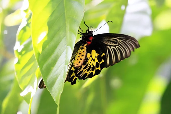 골든 birdwing 나비 — 스톡 사진