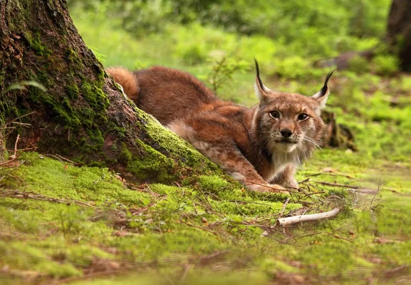 Masculino eurasiano lince espreitando no o clareira — Fotografia de Stock