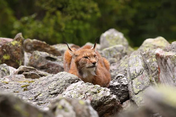 Masculino eurasiano lince espreitando no o clareira — Fotografia de Stock