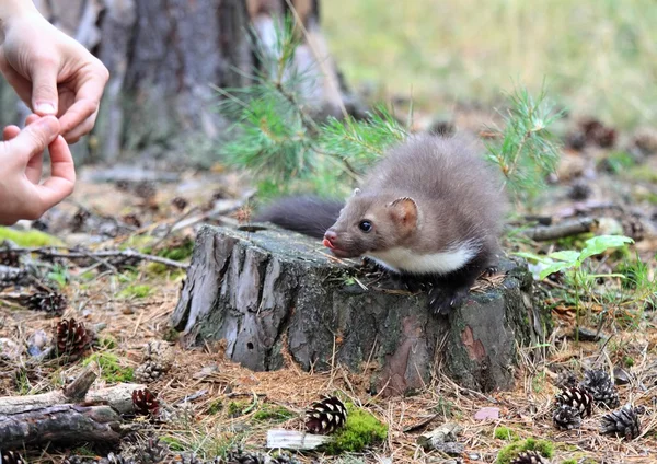 Feeding young marten beech — Stock Photo, Image