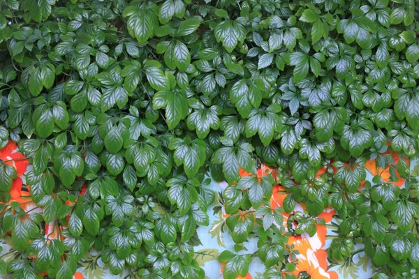 Jiaogulan lat. Gynostemma pentphyllum renkli arka plan üzerinde