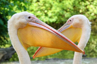 Pelikan, lat. Pelecanus onocrotalus