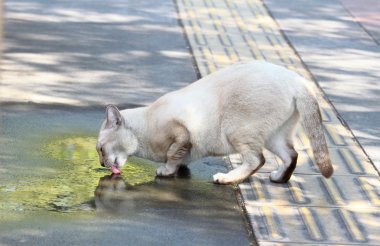Susuz kedi driking su birikintisi ağaç yansıması ile gelen