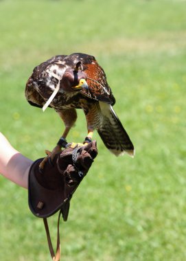 Harris Hawk, lat. Parabuteo unicintus, bir çocuk onu tutuyor