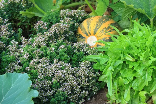 Organic permaculture  garden — Stock Photo, Image