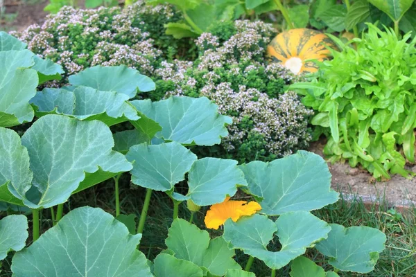 Organic permaculture  garden — Stock Photo, Image