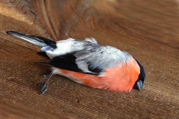 Död hane av bulllfinch, lat. Pyrrhula pyrhulla — Stockfoto