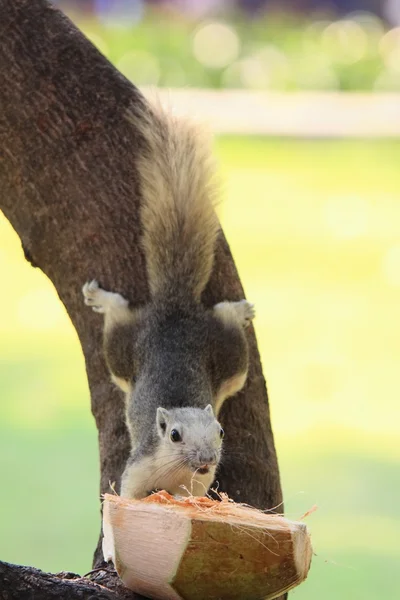 Squirrel taking food from coconut feeder — Stock Photo, Image