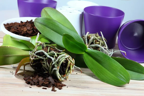 Replantação de orquídeas — Fotografia de Stock