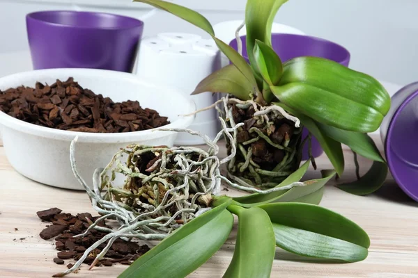 오키드 replanting, 라트 Phalaenopsis 캐스케이드. — 스톡 사진