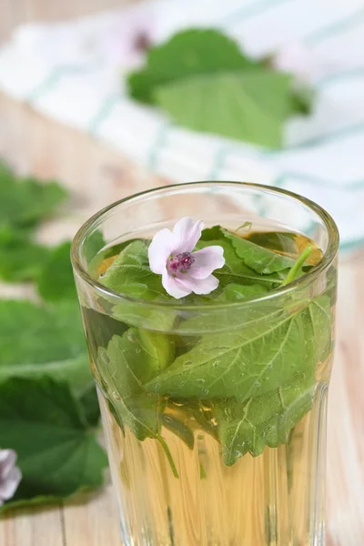 Kräutertee aus Eibisch — Stockfoto