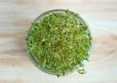 Bardakta büyüyen mercimek mikro yeşillikleri yakın plan. Sağlıklı beslenmenin sembolü olarak mikroyeşiller.