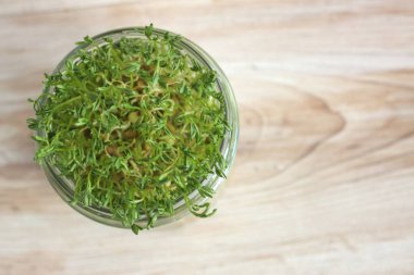 Bardakta büyüyen mercimek mikro yeşillikleri yakın plan. Sağlıklı beslenmenin sembolü olarak mikroyeşiller.