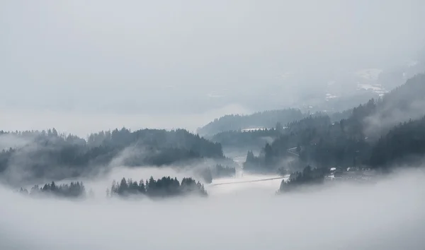 Arbres dans le nuage — Photo