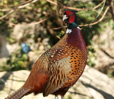 Colorful pheasant cock clipart