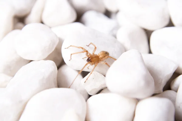 Witte steen met bruine spider — Stockfoto