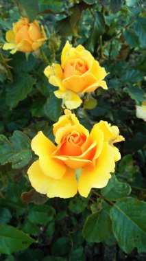 Sarı Bulgaristan gülü