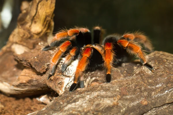 Meksika tarantula brachypelma kırmızı diz ile