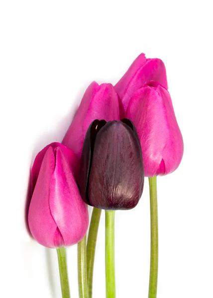 Primo piano del bouquet di tulipani rosa primaverili e vinosi — Foto Stock