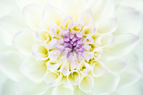 Fresh white dahlia with yellow and purple centre Stock Picture