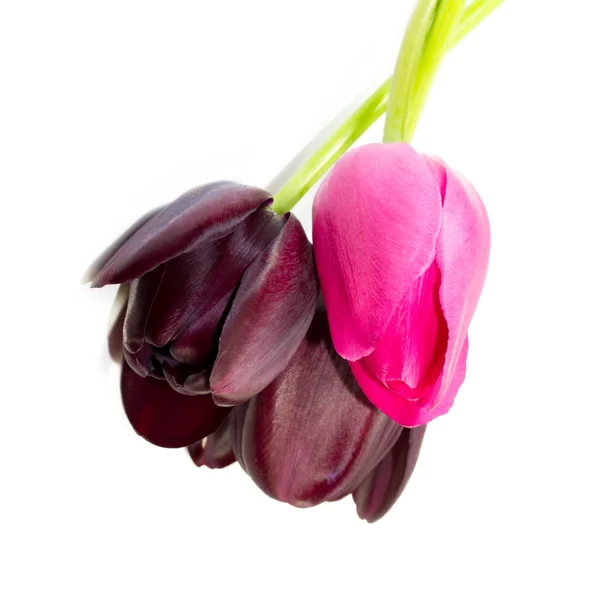 봄 핑크와 포도주의 튤립 꽃다발 스톡 사진