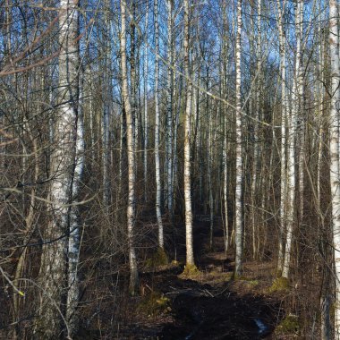 Kir kırsal yol sezon tekerlek izleri, vahşi erken Bahar Mire, Mart huş ağacı orman, kirli çamurlu ağır vasıta parça, büyük detaylı dikey Birches peyzaj sahne, geçilmez Köyü ülke Woods, kırsal zor arazi, kötü yollar çamur Off-road