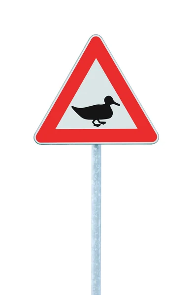 Wild Fowl Duck Crossing Ahead Warning Traffic Road Sign, Large Detailed Isolated Roadside Beware Of Wildlife Birds Signage Closeup, Triangular Roadsign Pole Post, Red Triangle Frame — Stock Photo, Image