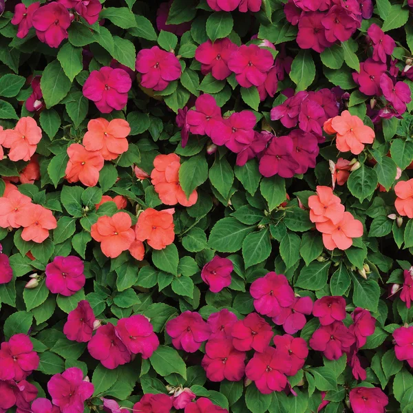 Impatiens Walleriana Sultanii ocupado Lizzie Flowers, Large Detailed Colorful Vertical Background Closeup Pattern, Magenta, Purple, Red, Pink, Aka Divine New Guinea Balsam, Sultana, Balsamina, Balsaminaceae, Flowering Herbaceous Perennial Plant Bed — Foto de Stock